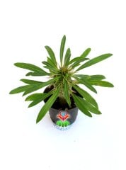 Madagaskar Palmiyesi-Pachypodium Lamerei-8,5 cm saksıda-mini palmiye