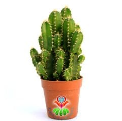 Radyasyon Emici Kaktüs-Cereus Peruvianus Florida 'Peri Kalesi'-13+cm Uzunlukta -5,5 cm Saksıda