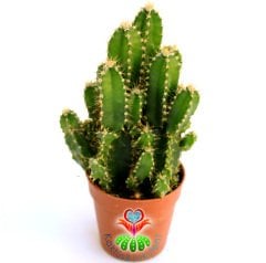 Radyasyon Emici Kaktüs-Cereus Peruvianus Florida 'Peri Kalesi'-13+cm Uzunlukta -5,5 cm Saksıda