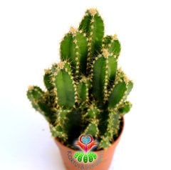 Radyasyon Emici Kaktüs-Cereus Peruvianus Florida 'Peri Kalesi'-13+cm Uzunlukta -5,5 cm Saksıda