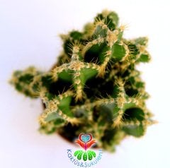Radyasyon Emici Kaktüs-Cereus Peruvianus Florida 'Peri Kalesi'-13+cm Uzunlukta -5,5 cm Saksıda