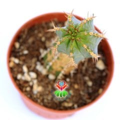 Euphorbia Fruticosa-Sert Dikenli Nadir Tür-10 cm Saksıda
