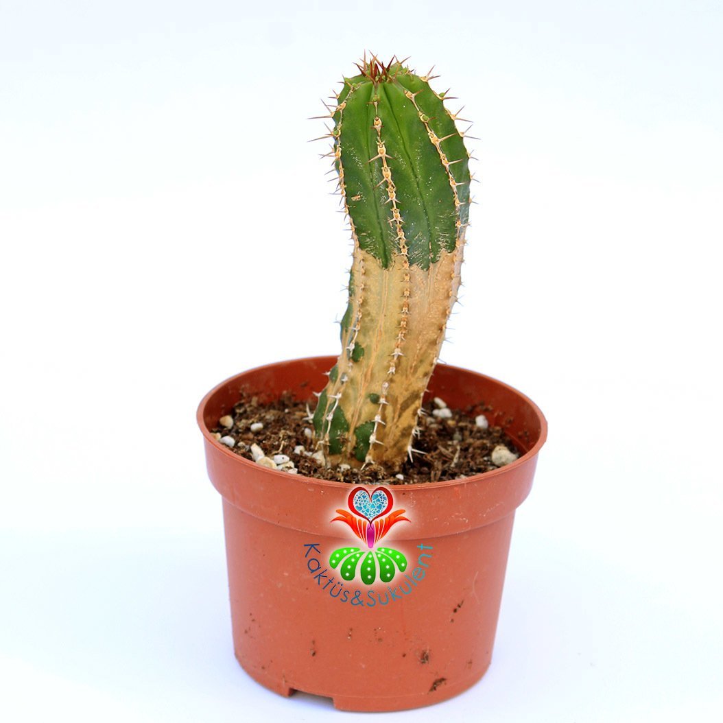 Euphorbia Fruticosa-Sert Dikenli Nadir Tür-10 cm Saksıda