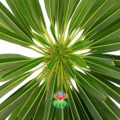 Dev Madagaskar Palmiyesi Pachypodium Lamerei-45 cm Uzunlukta-20 cm Saksıda