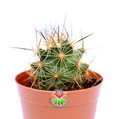 Mammillaria Blossfeldiana-5,5 cm Saksıda -Nadir Tür-Mor Renk Çiçek Açar