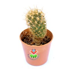 Ancistrocactus Megarhizus-5,5 cm Saksıda-Nadir Tür-Sarı Renk Çiçek Açar