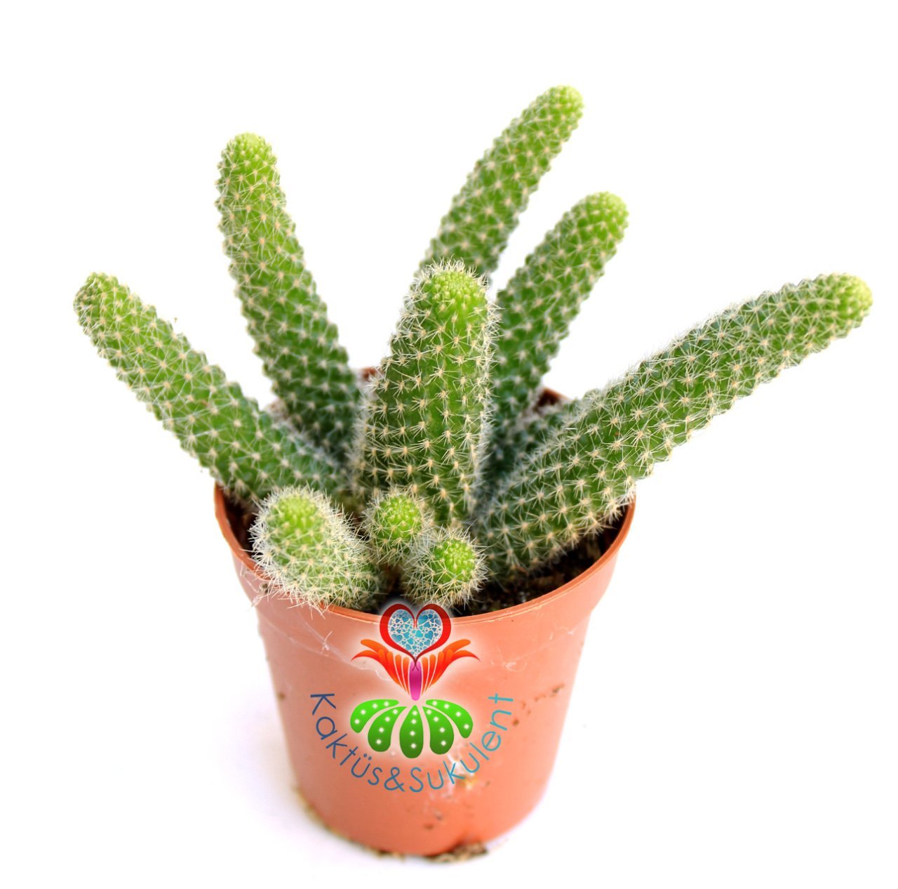 Kaktüs,Rebutia Fabrisii Aureiflora -Koyu Sarı Renk Çiçek Açar-Saksı Dolusu-1.Sınıf 7 cm Saksıda-