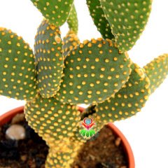Dev Tavşan Kaktüs,Opuntia Microdasys Gold-Altın Renk Dikenli-17 cm saksıda