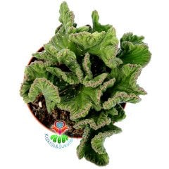 Stapelia Leendertziae f. Cristata-Beyin Formlu Dikensiz Leş Kaktüsü-12 cm Saksıda