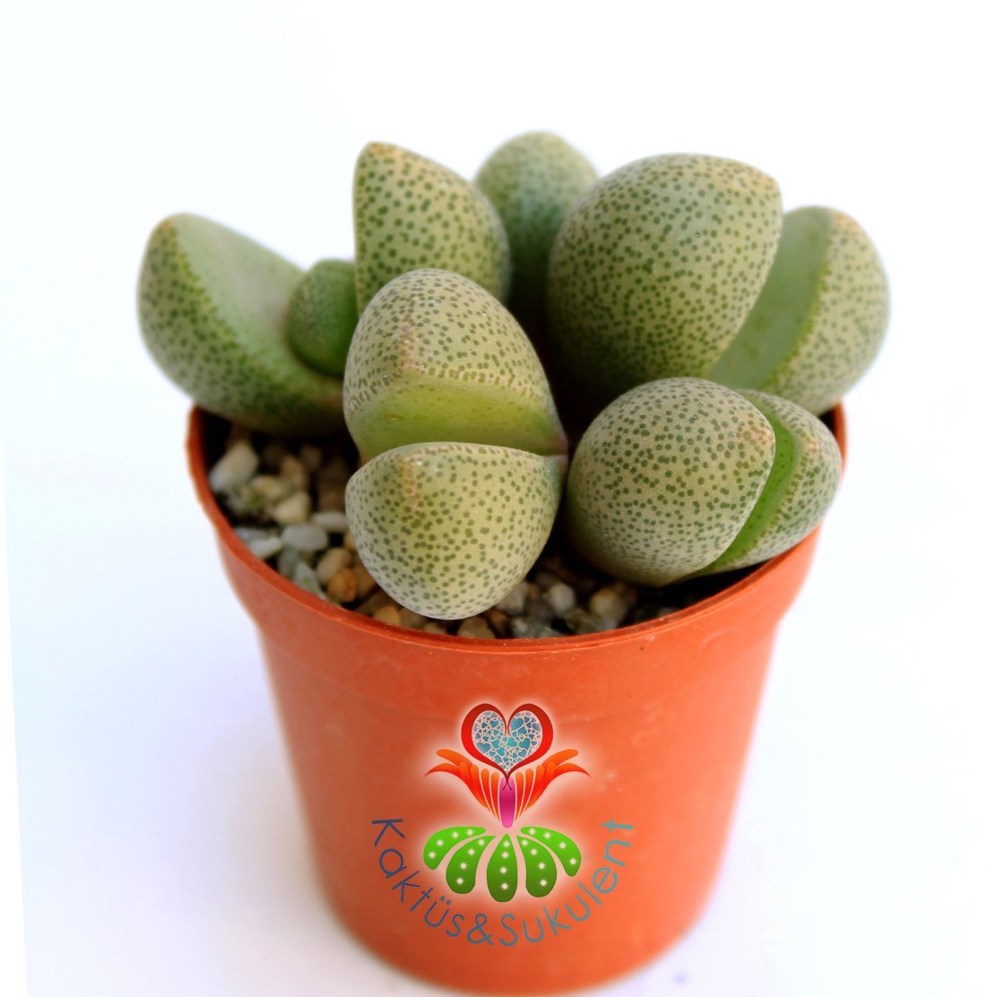 Mesemb, Pleiospilos Nelii-Taş Kaktüs Lithops-1.Sınıf İthal-5,5 cm saksıda -Sukulent