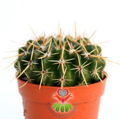 Kaktüs, Notocactus Submammulosus-Tomurcuklu Sarı Çiçek Açar-Canlı,Parlak Renkli - 8,5 cm saksıda