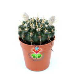 Kaktüs, Notocactus Submammulosus-Tomurcuklu Sarı Çiçek Açar-Canlı,Parlak Renkli - 8,5 cm saksıda