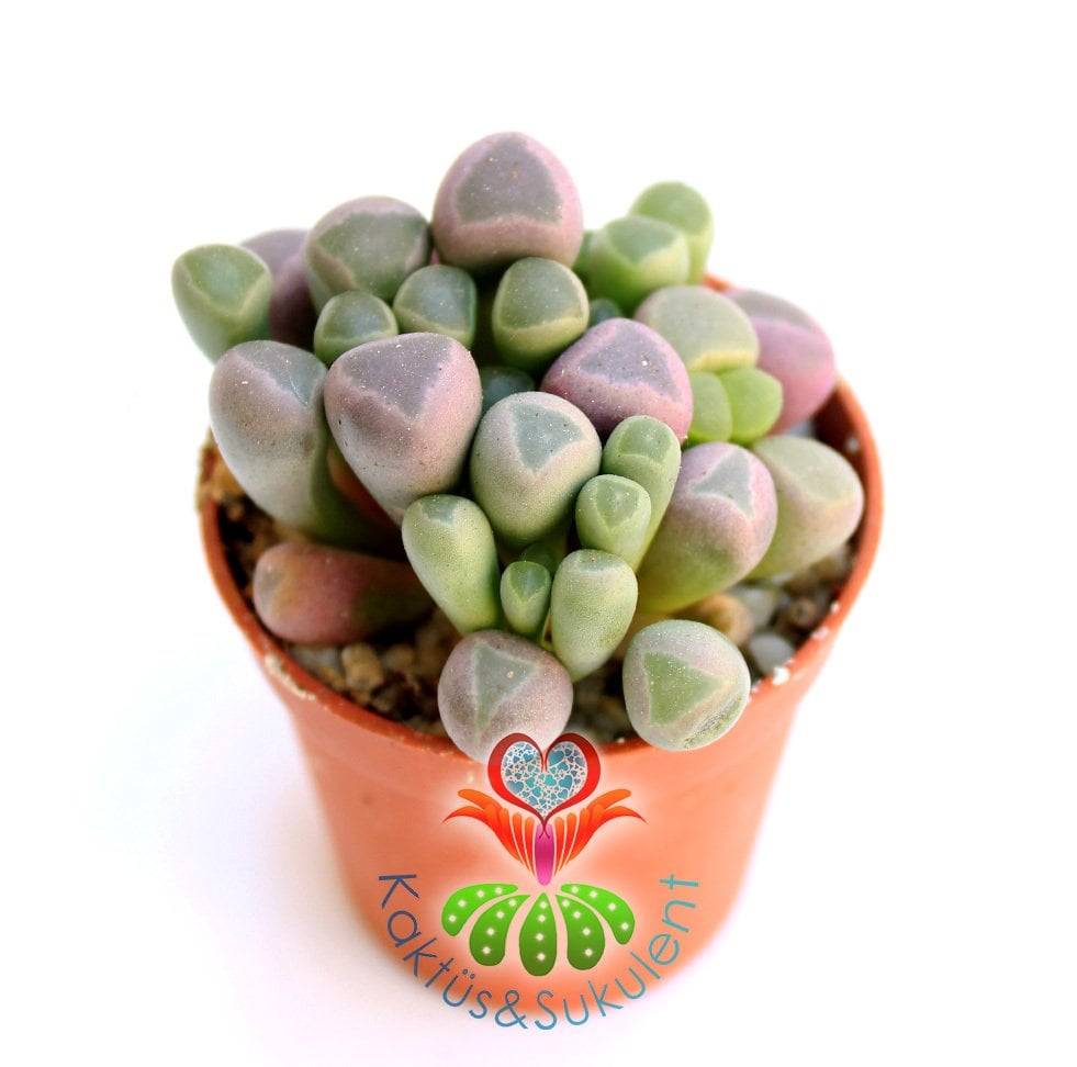 Mesemb,Fenestraria Rhopalophylla-Parmak Taş Kaktüs Lithops,5,5 cm saksıda -Mesemb Mini Parmak Kaktüs
