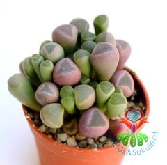 Mesemb,Fenestraria Rhopalophylla-Parmak Taş Kaktüs Lithops,5,5 cm saksıda -Mesemb Mini Parmak Kaktüs