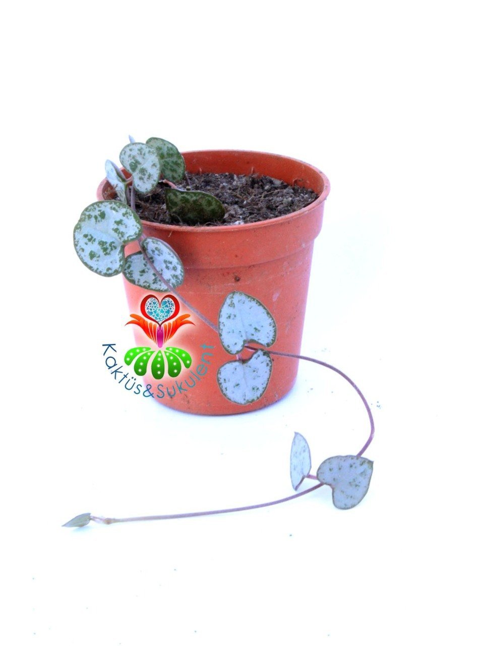 Kalp Kalbe Karşı Çiçeği ,Ceropegia Woodii Sarkan Sukulent 5,5 cm saksıda