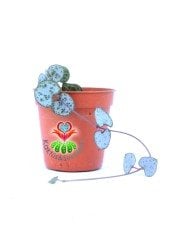 Kalp Kalbe Karşı Çiçeği ,Ceropegia Woodii Sarkan Sukulent 5,5 cm saksıda