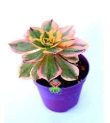 Aeonium 'Sunburst' -8,5 cm Saksıda Doğal Çift Renkli Nadir Sukulent