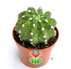 Kaktüs,Echinopsis Subdenudata Variegata-Çok Nadir Tür Karma Renk -Dev Kokulu Çiçek Açar 8 cm Saksıda