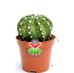 Kaktüs,Echinopsis Subdenudata Variegata-Çok Nadir Tür Karma Renk -Dev Kokulu Çiçek Açar 8 cm Saksıda