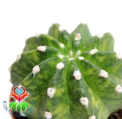 Kaktüs,Echinopsis Subdenudata Variegata-Çok Nadir Tür Karma Renk -Dev Kokulu Çiçek Açar 8 cm Saksıda