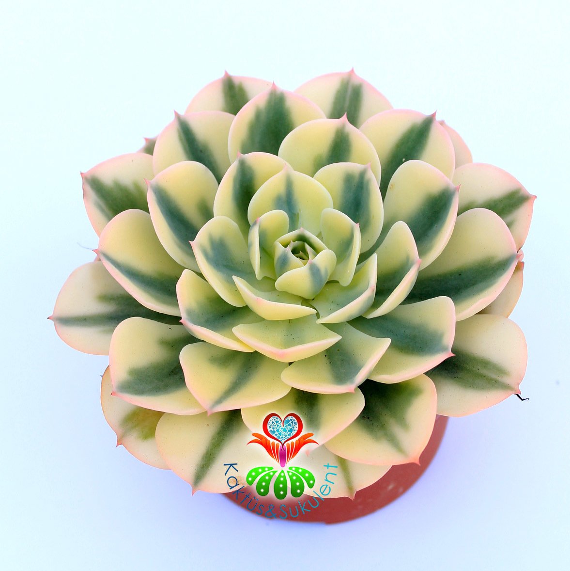 Echeveria Subsessilis Variegated-Çok Nadir Doğal Çift Renkli 10,5cm Saksıda