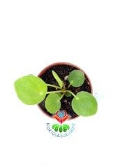 Pilea Peperomioides- Çin Para Ağacı-5,5 cm Saksıda