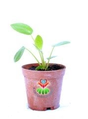 Pilea Peperomioides- Çin Para Ağacı-5,5 cm Saksıda