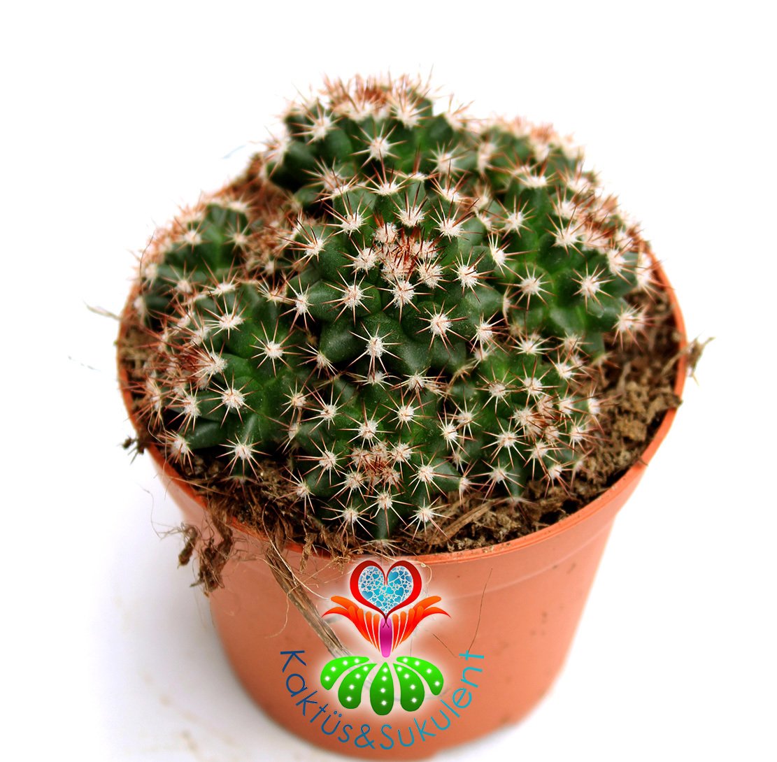 Minik Dikenli Kaktüs,Mammillaria Gaumerii- 1 Saksıda Çok Kök-12 cm Saksıda,Teraryum