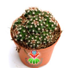 Minik Dikenli Kaktüs,Mammillaria Gaumerii- 1 Saksıda Çok Kök-12 cm Saksıda,Teraryum