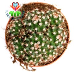 Minik Dikenli Kaktüs,Mammillaria Gaumerii- 1 Saksıda Çok Kök-12 cm Saksıda,Teraryum