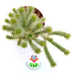 Kaktüs-Opuntia Cylindrica Hybrid- Sıradışı Parmak Opuntia-12 cm Saksıda,Teraryum, Sukulent