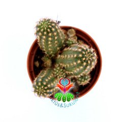 Chamaecereus Hybrid 'Paulina'-Pembe Renk Çiçek Açar-5,5 cm Saksıda