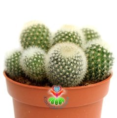 Beyaz Dikenli Kaktüs,Mammillaria Pitcayensis- 1 Saksıda Çok Kök-12 cm Saksıda,Teraryum