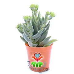 Crassula Mesembryanthemoides Hybrid-5,5cm Saksıda-Tüylü Sukulent
