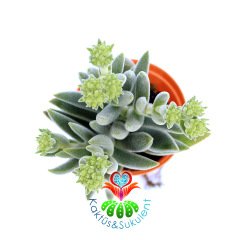 Crassula Mesembryanthemoides Hybrid-5,5cm Saksıda-Tüylü Sukulent