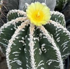 Astrophytum Nudum Fukuryu, Haku-Jo & Huboki Nadir Tür Bol Yavrulu -8 cm saksı Nadir Özel Tür