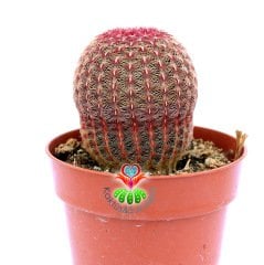 Echinocereus Pectinatus Rubispinus-Pembe Dikenli 8,5cm Saksıda-Fantastik Tür