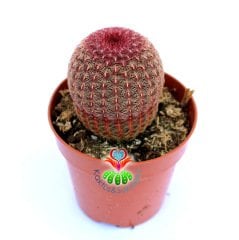 Echinocereus Pectinatus Rubispinus-Pembe Dikenli 8,5cm Saksıda-Fantastik Tür
