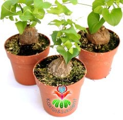 Fil Ayağı-Dioscorea Elephantipes- ÇOK NADİR TÜR-Caudex Odunsu Gövde- 8,5 cm saksıda,Sukulent,Kaktüs