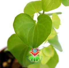 Fil Ayağı-Dioscorea Elephantipes- ÇOK NADİR TÜR-Caudex Odunsu Gövde- 8,5 cm saksıda,Sukulent,Kaktüs