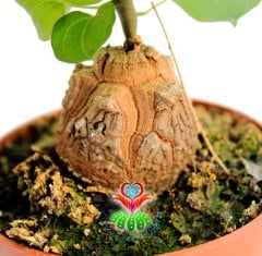 Fil Ayağı-Dioscorea Elephantipes- ÇOK NADİR TÜR-Caudex Odunsu Gövde- 8,5 cm saksıda,Sukulent,Kaktüs