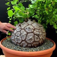 Fil Ayağı-Dioscorea Elephantipes- ÇOK NADİR TÜR-Caudex Odunsu Gövde- 8,5 cm saksıda,Sukulent,Kaktüs