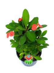 Euphorbia Milii-Dikenler Tacı-Dev Boy-Koyu Pembe Çiçekli-13 cm Saksıda