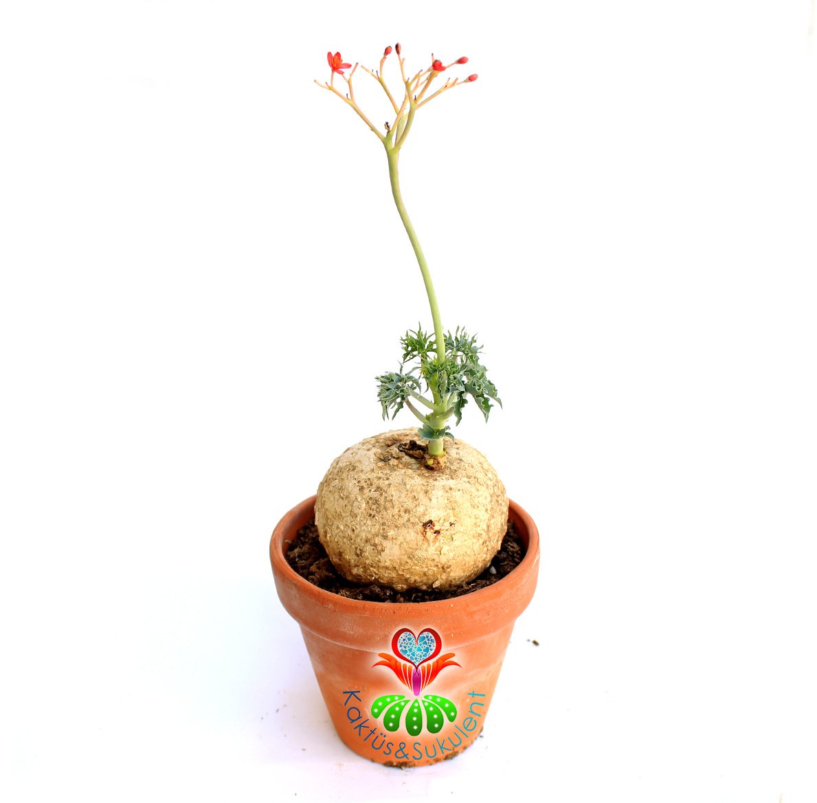 Jatropha Berlandieri-ÇOK ÇOK NADİR TÜR-Caudex Gövde-Başka Yerde Yok- 10 cm saksıda,Sukulent,Kaktüs
