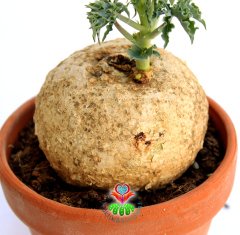 Jatropha Berlandieri-ÇOK ÇOK NADİR TÜR-Caudex Gövde-Başka Yerde Yok- 10 cm saksıda,Sukulent,Kaktüs
