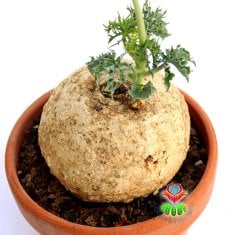 Jatropha Berlandieri-ÇOK ÇOK NADİR TÜR-Caudex Gövde-Başka Yerde Yok- 10 cm saksıda,Sukulent,Kaktüs