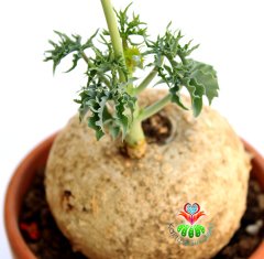 Jatropha Berlandieri-ÇOK ÇOK NADİR TÜR-Caudex Gövde-Başka Yerde Yok- 10 cm saksıda,Sukulent,Kaktüs