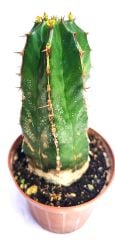 Euphorbia Handiensis 8,5 cm Saksıda Sıradışı Nadir Tür Koleksiyonluk Kaktüs