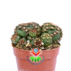 Gymnocalycium Hossei-Açık Pembe Renk Çiçek Açar-5,5 cm Saksıda