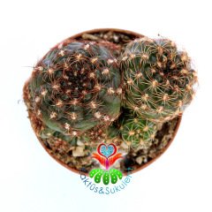 Gymnocalycium Hossei-Açık Pembe Renk Çiçek Açar-5,5 cm Saksıda